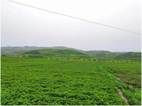 汇仁肾宝片效果怎么样 汇仁肾宝片效果怎么样