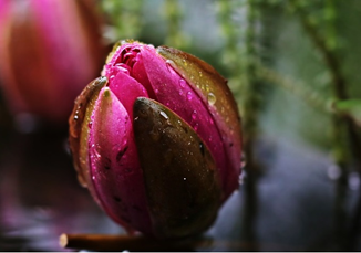 肾宝片价格 肾宝片价格